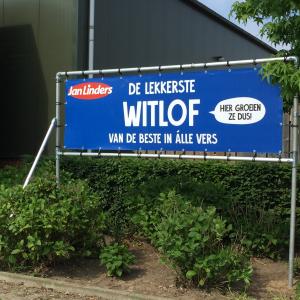 Witlof